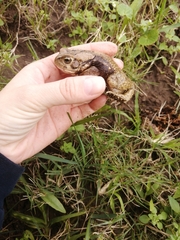Sclerophrys capensis
