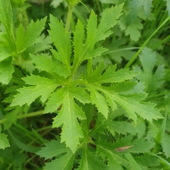 Trachymene composita