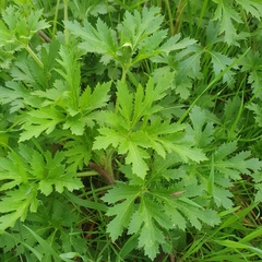 Trachymene composita