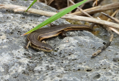 Pseudemoia pagenstecheri