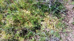 Drosera pauciflora