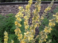Verbascum
