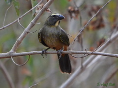Saltator coerulescens