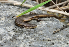 Pseudemoia pagenstecheri