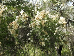 Melaleuca sieberi