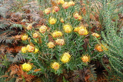 Leucospermum cuneiforme