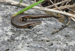 Pseudemoia pagenstecheri