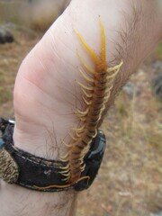 Ethmostigmus rubripes