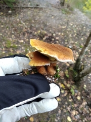 Suillus cavipes