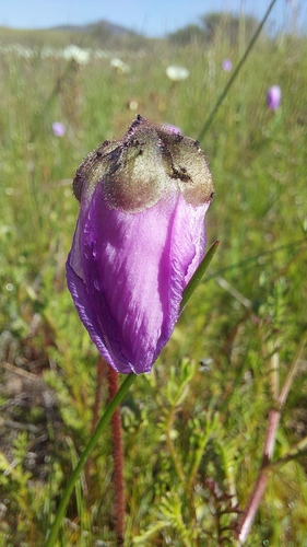 Image of Drosera pauciflora by (c) Jacques van der Merwe, some rights reserved (CC BY-SA)