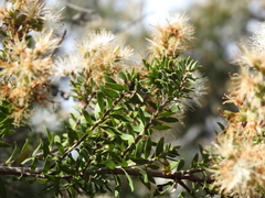 Melaleuca sieberi