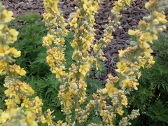 Verbascum