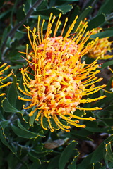 Leucospermum cuneiforme