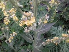 Verbascum
