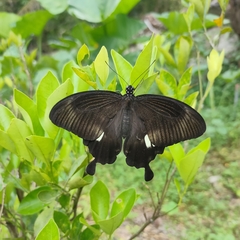 Papilio nephelus