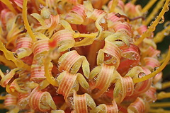 Leucospermum cuneiforme