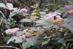 Callicarpa formosana