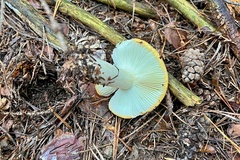 Russula ochroleuca