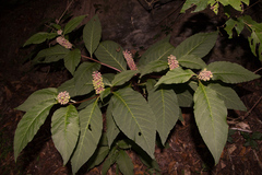 Phytolacca japonica