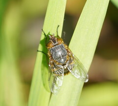 Calliphora hilli