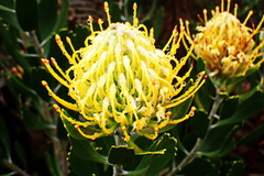 Leucospermum cuneiforme