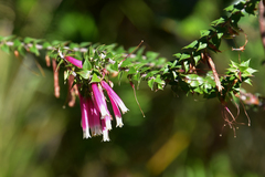 Epacris longiflora