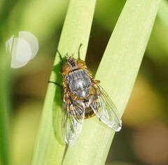Calliphora hilli