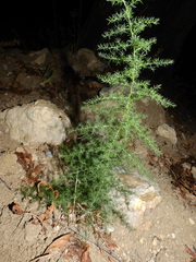 Asparagus acutifolius