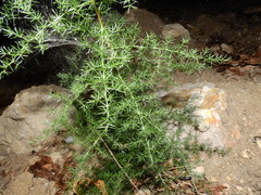 Asparagus acutifolius