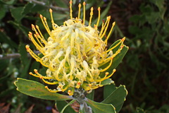 Leucospermum cuneiforme