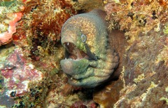 Gymnothorax breedeni