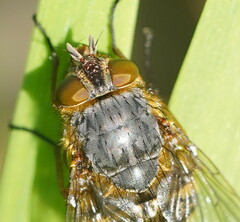 Calliphora hilli
