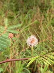 Mimosa pigra image