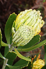 Leucospermum cuneiforme