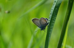 Plebejus argus
