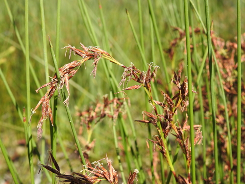 Schoenus brevifolius R.Br.