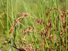 Schoenus brevifolius