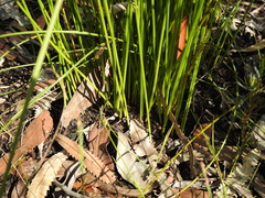 Schoenus brevifolius