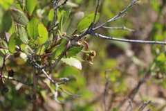 Osteospermum moniliferum