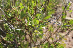 Osteospermum moniliferum