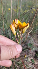 Ixia curta