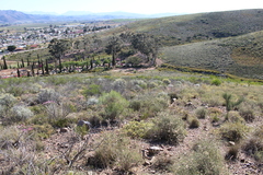 Osteospermum moniliferum
