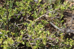 Chascanum cuneifolium