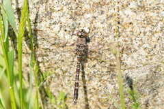 Adversaeschna brevistyla