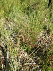 Schoenus brevifolius