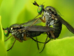 Hercostomus fuscipennis