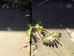 Tribulus terrestris