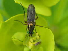 Hercostomus fuscipennis