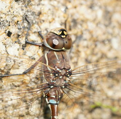 Adversaeschna brevistyla