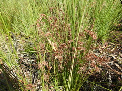 Schoenus brevifolius